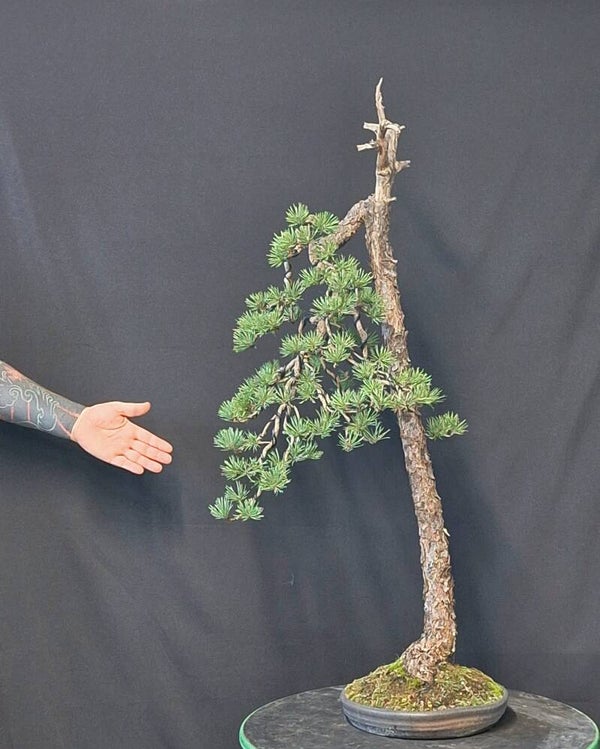 Pinus Sylvestris