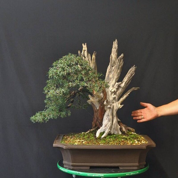 Taxus baccata
