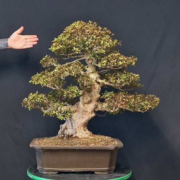 Rhododendron indicum Nyohozan