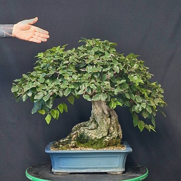 Carpinus coreana