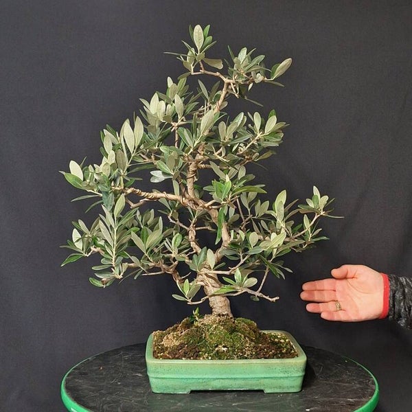 Olive