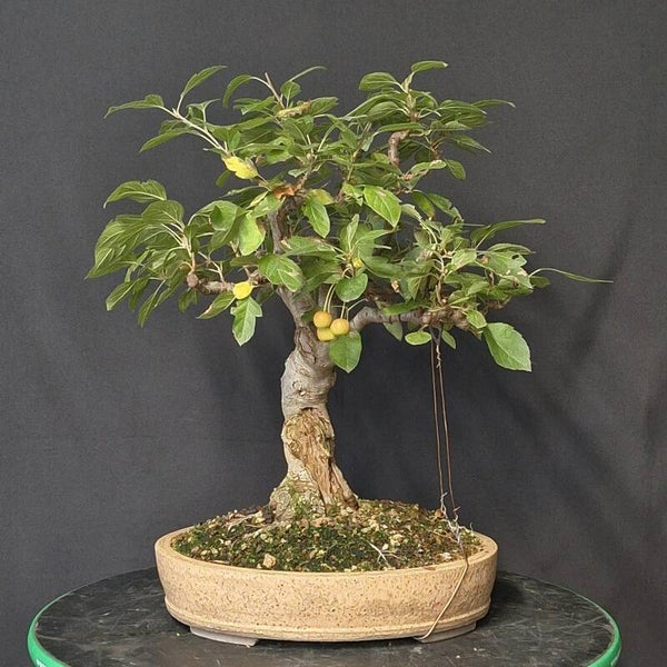 Zierapfel