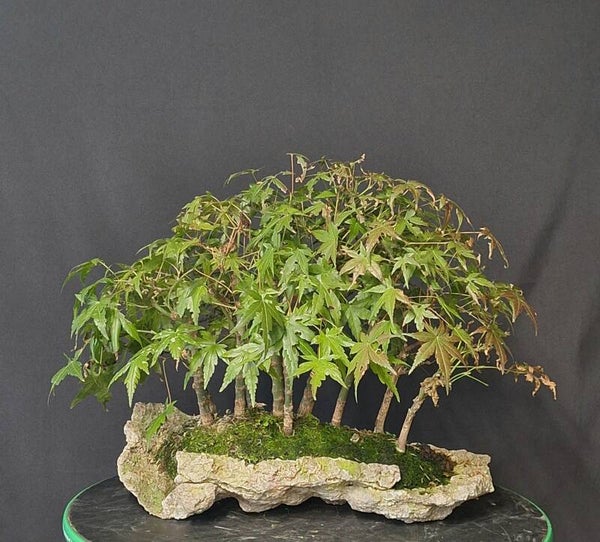 Acer palmatum Waldpflanzung