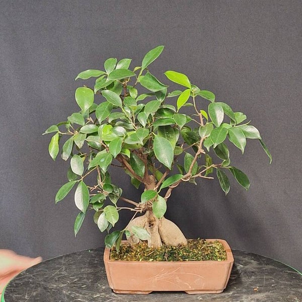 Ficus retusa