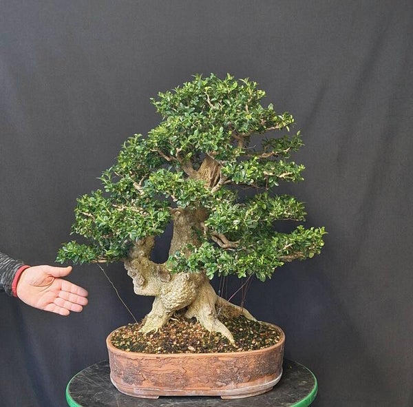 Buxus sempervirens