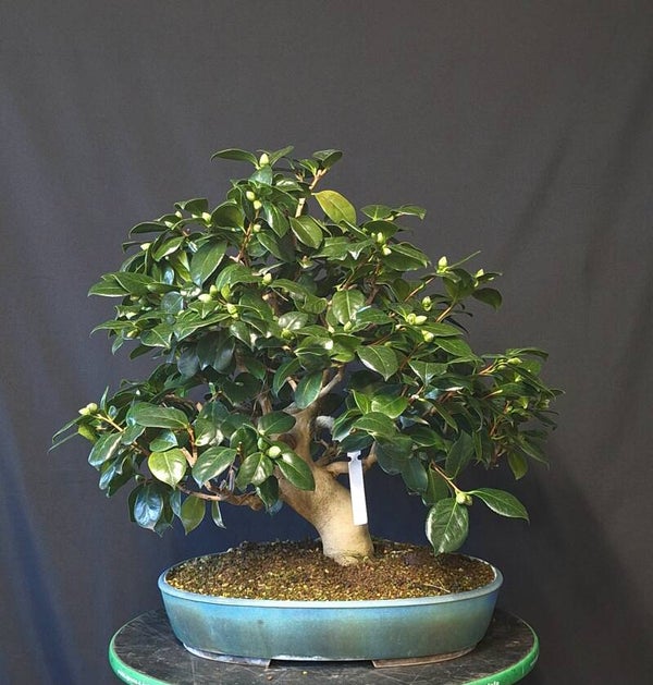 Camellia