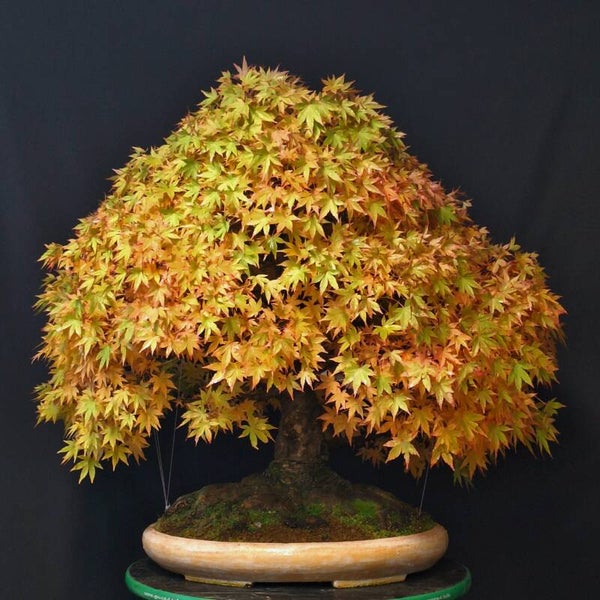 Acer palmatum Yamamomiji
