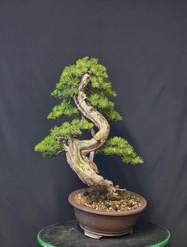 Pinus Sylvestris