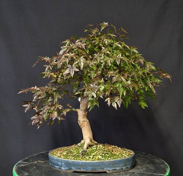 Acer palmatum