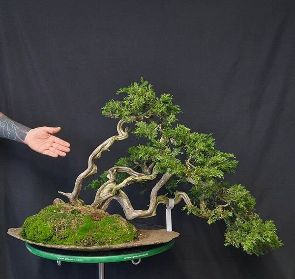 Juniperus sabina
