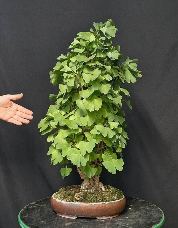 Ginkgo