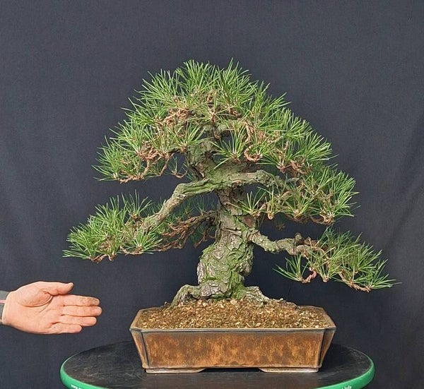 Pinus thunbergii