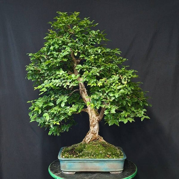 Lagerstroemia indica