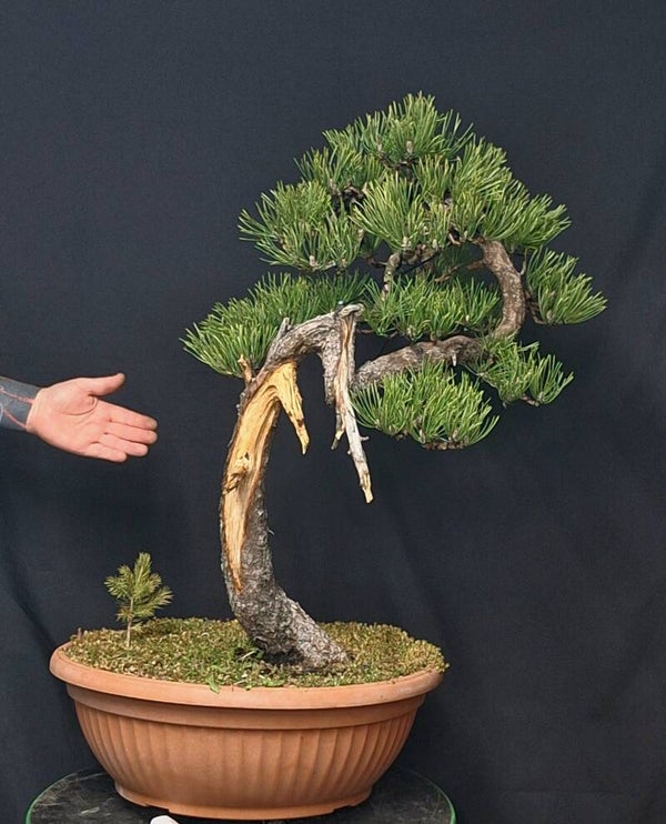 Pinus Mugo