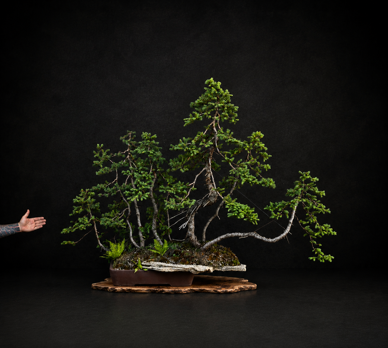 Picea abies