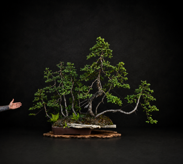 Picea abies