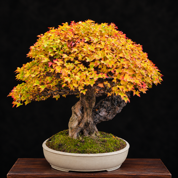 Acer buergerianum Ishizuki