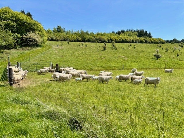Sheep below Pilot Hill