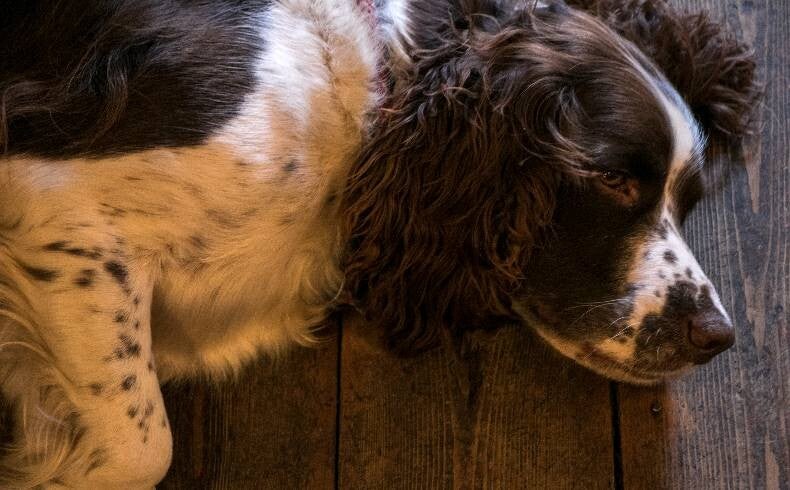One of the locals at The Rattlebone Inn