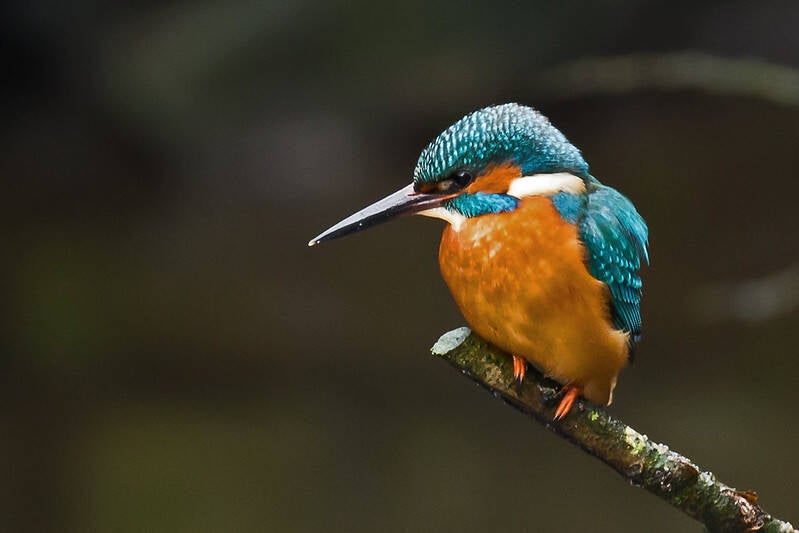 Kingfisher seen at Gillan Creek