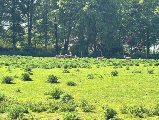 Deer at The Jack Russell Inn
