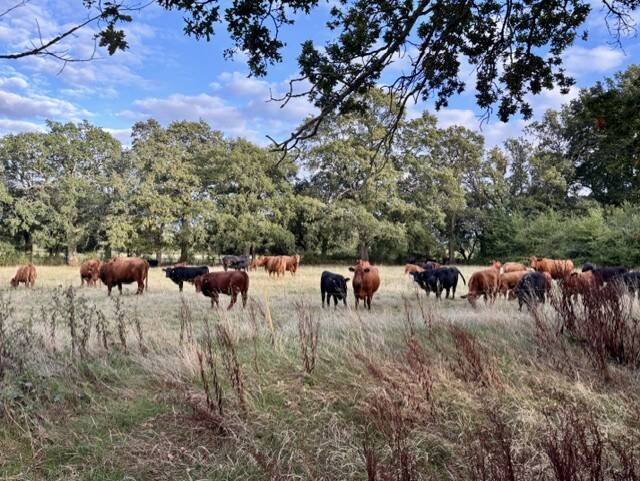 Cattle on the Sezincote Estate