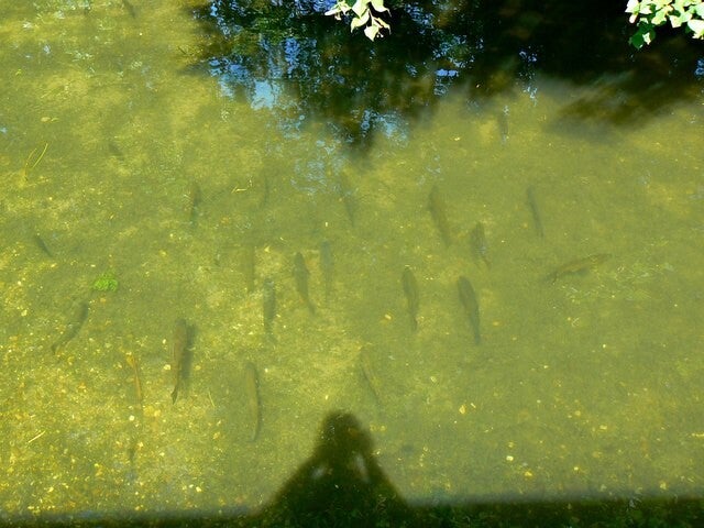Trout in the River Test