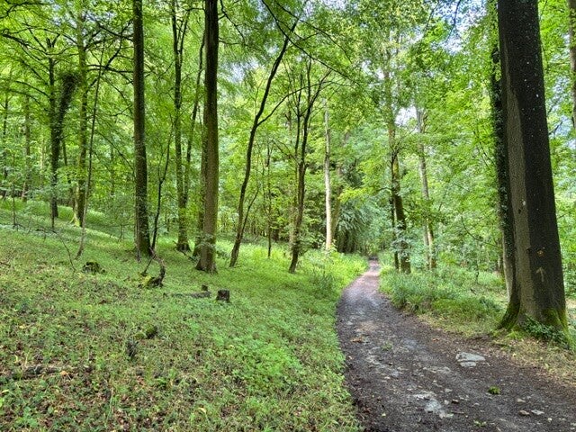 Coopers Hill Wood
