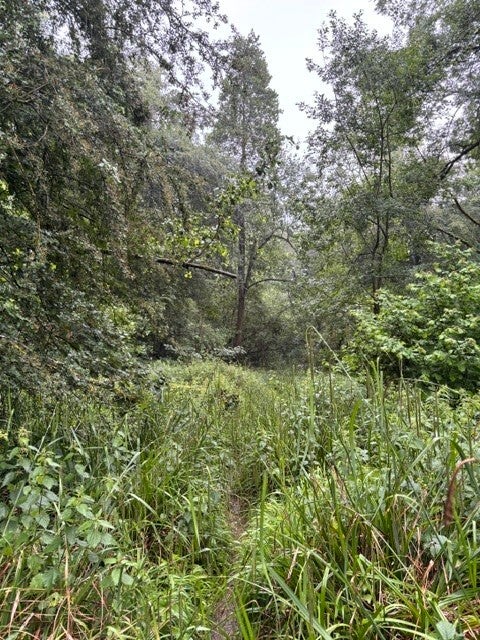 Buckholt Wood in the rain