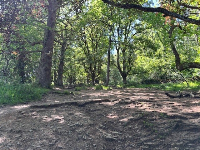 Uneven ground, Kings Wood, Cross