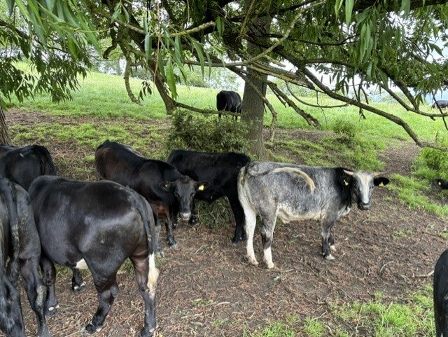 Cattle at The Witcombe Estate