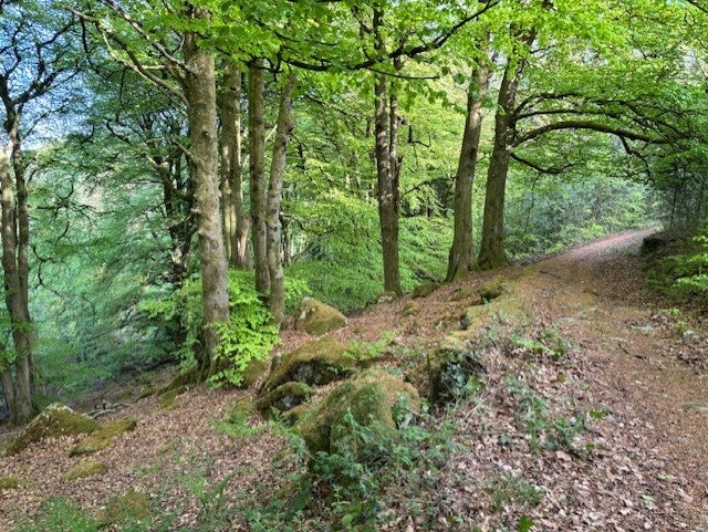 Woodland walk, Craig-yr-Allt, near The Goose & Cuckoo Pub_Monmouthshire