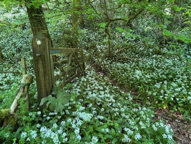 Pub Walk from The Swan Inn Rowberrow