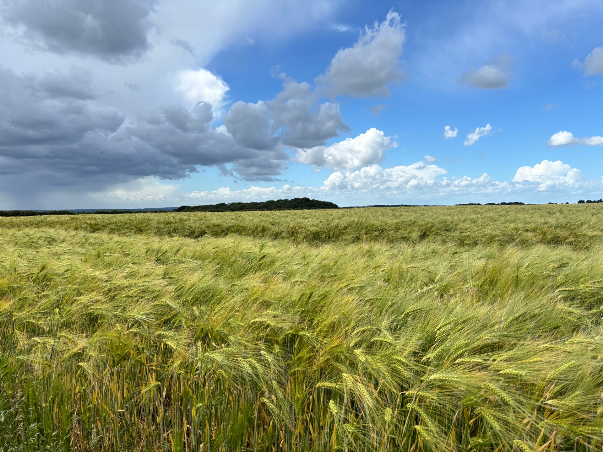 Fields of Barley, Ewelme