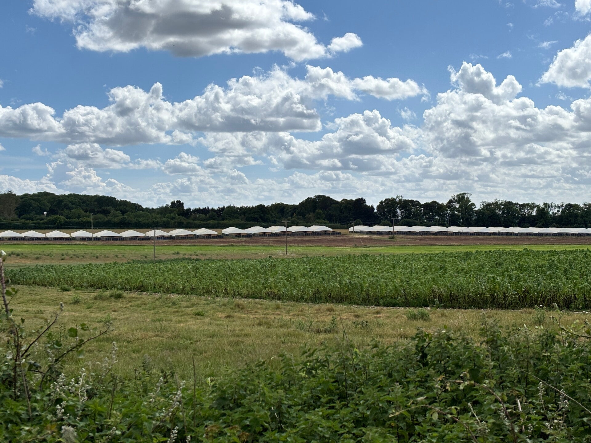 Distant piggeries near Ewelme