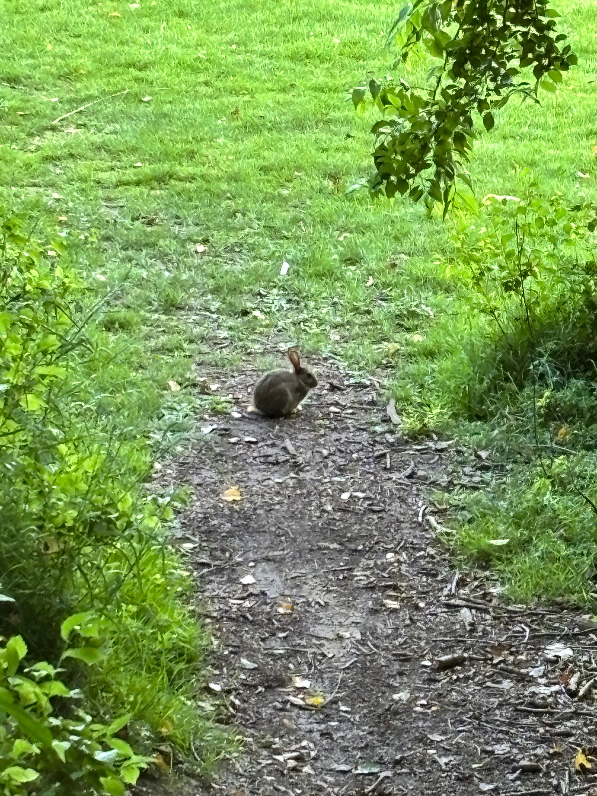 Cool rabbit at Ewelme Cricket Pitch