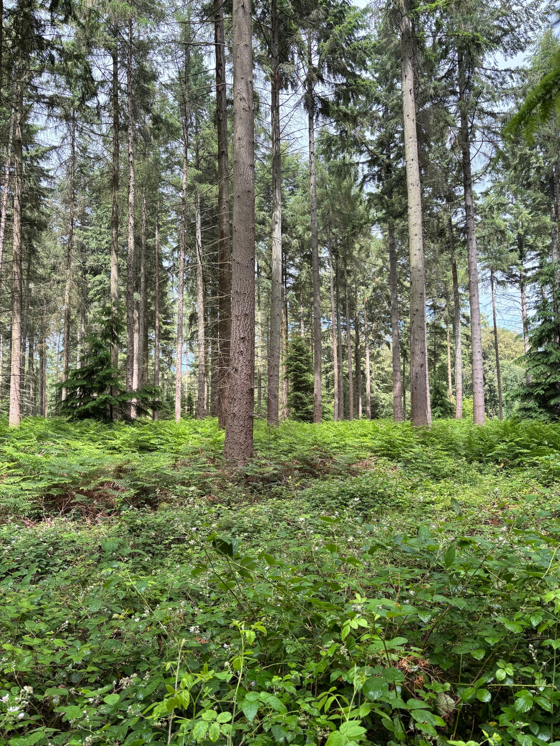 Conifers in Earl's Wood, near Greys Court