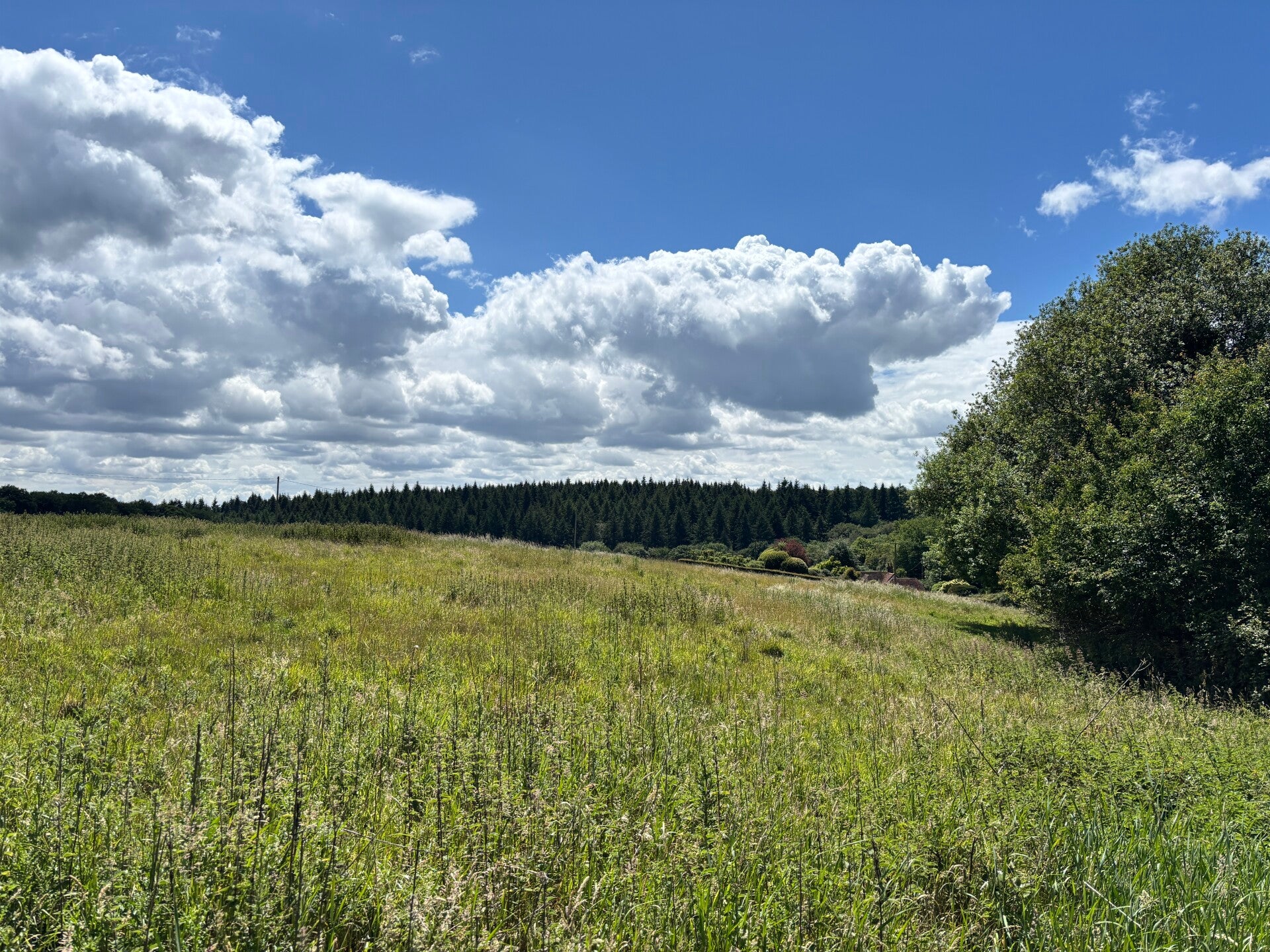 Views of Bear Wood near Witheridge Hill from Highmoor