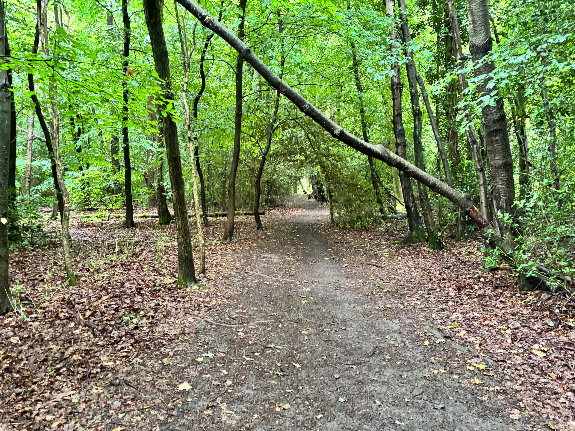 Ipsden Wood, Stoke Row