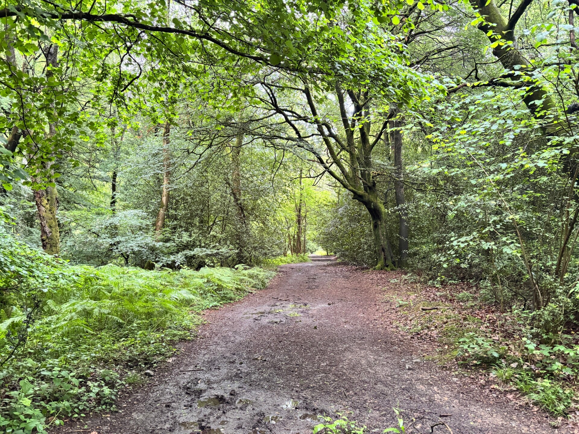 Ipsden Wood, Stoke Row