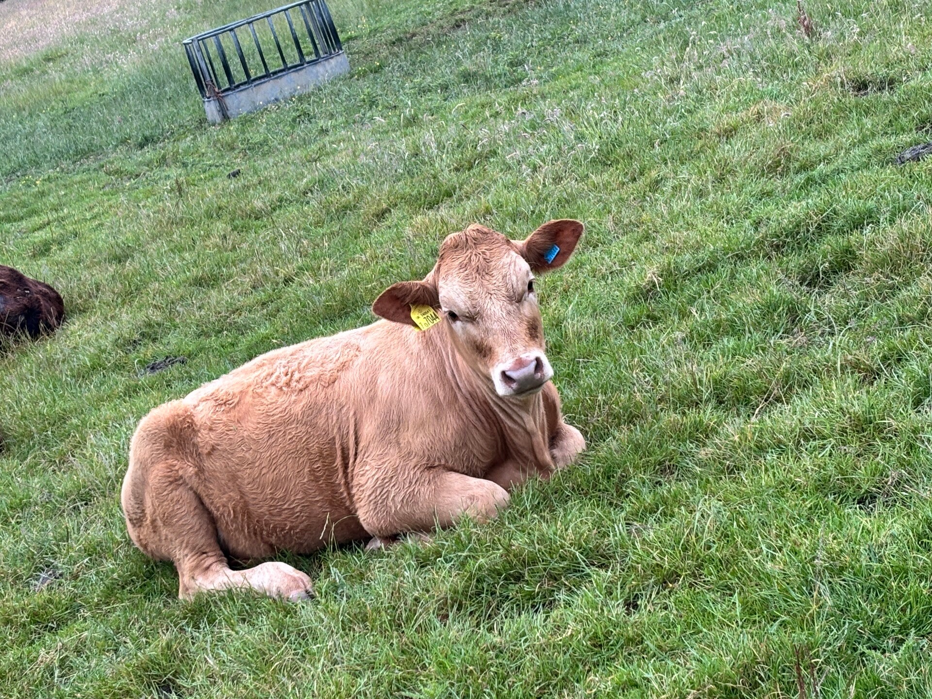Cows at Neals Farm