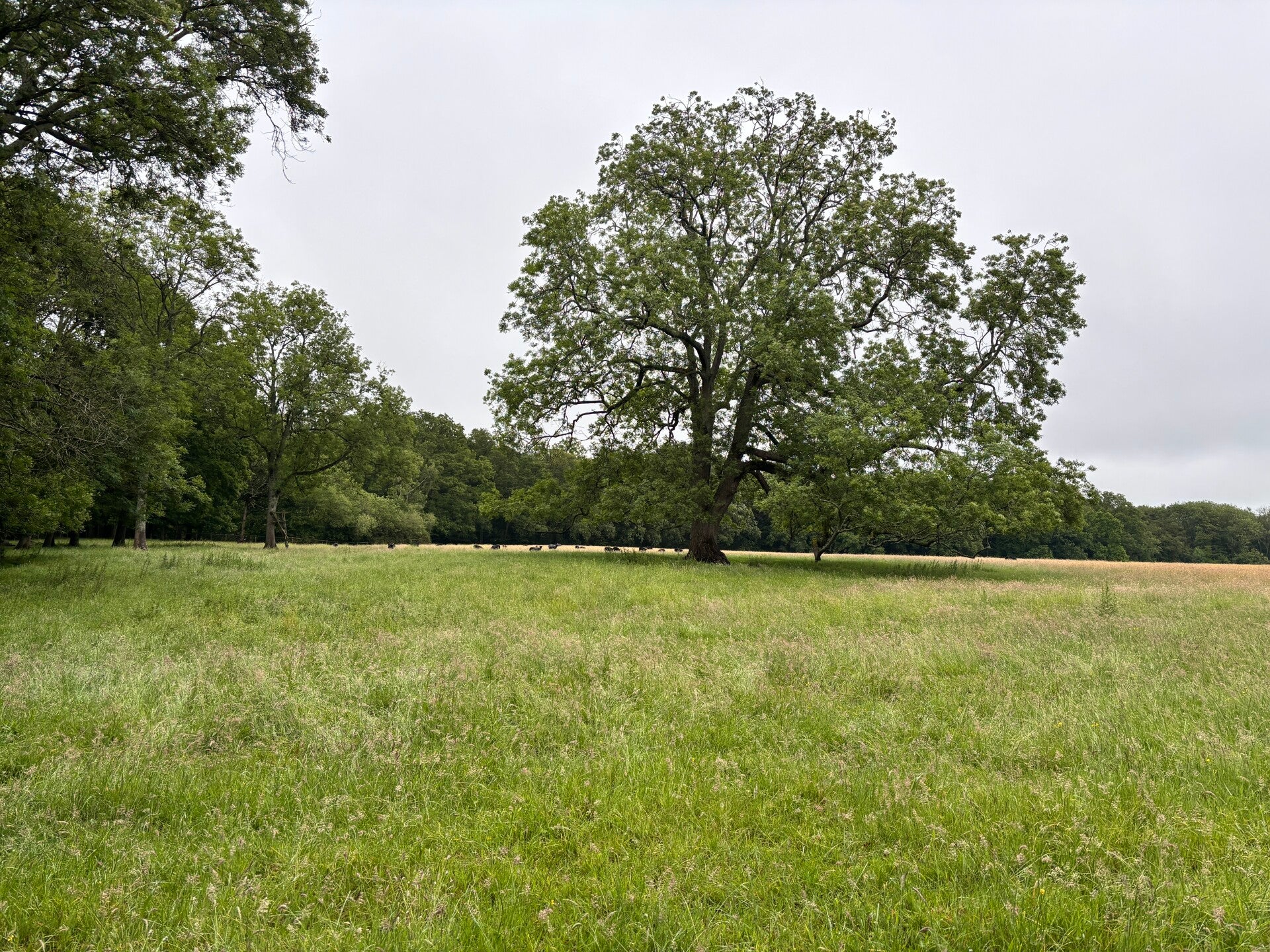 Fields at Neals Farm