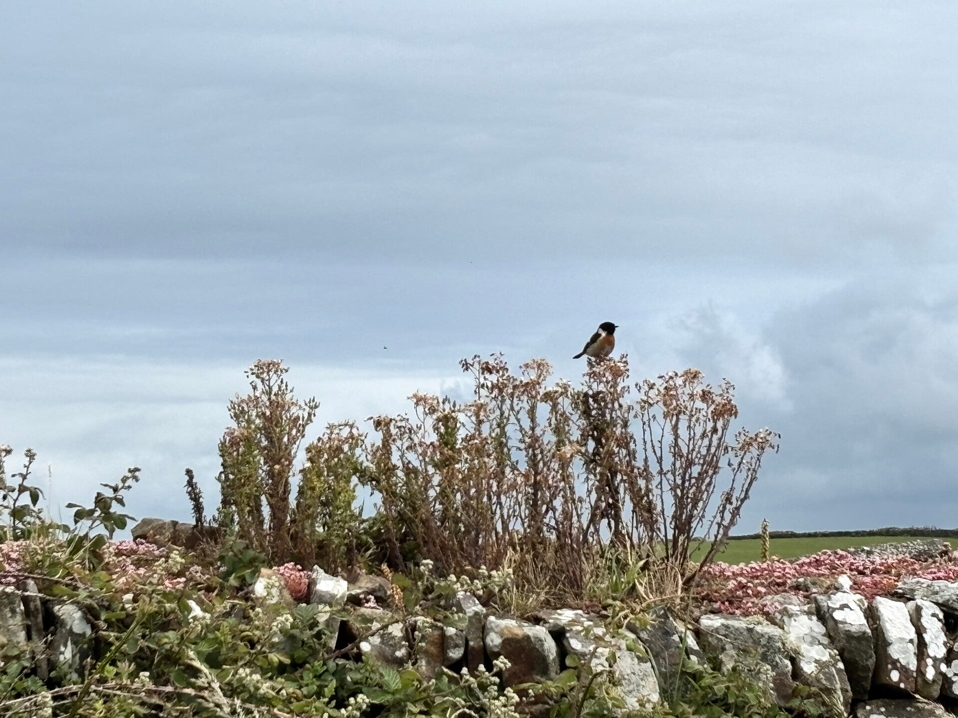 A stonechat at Croyde