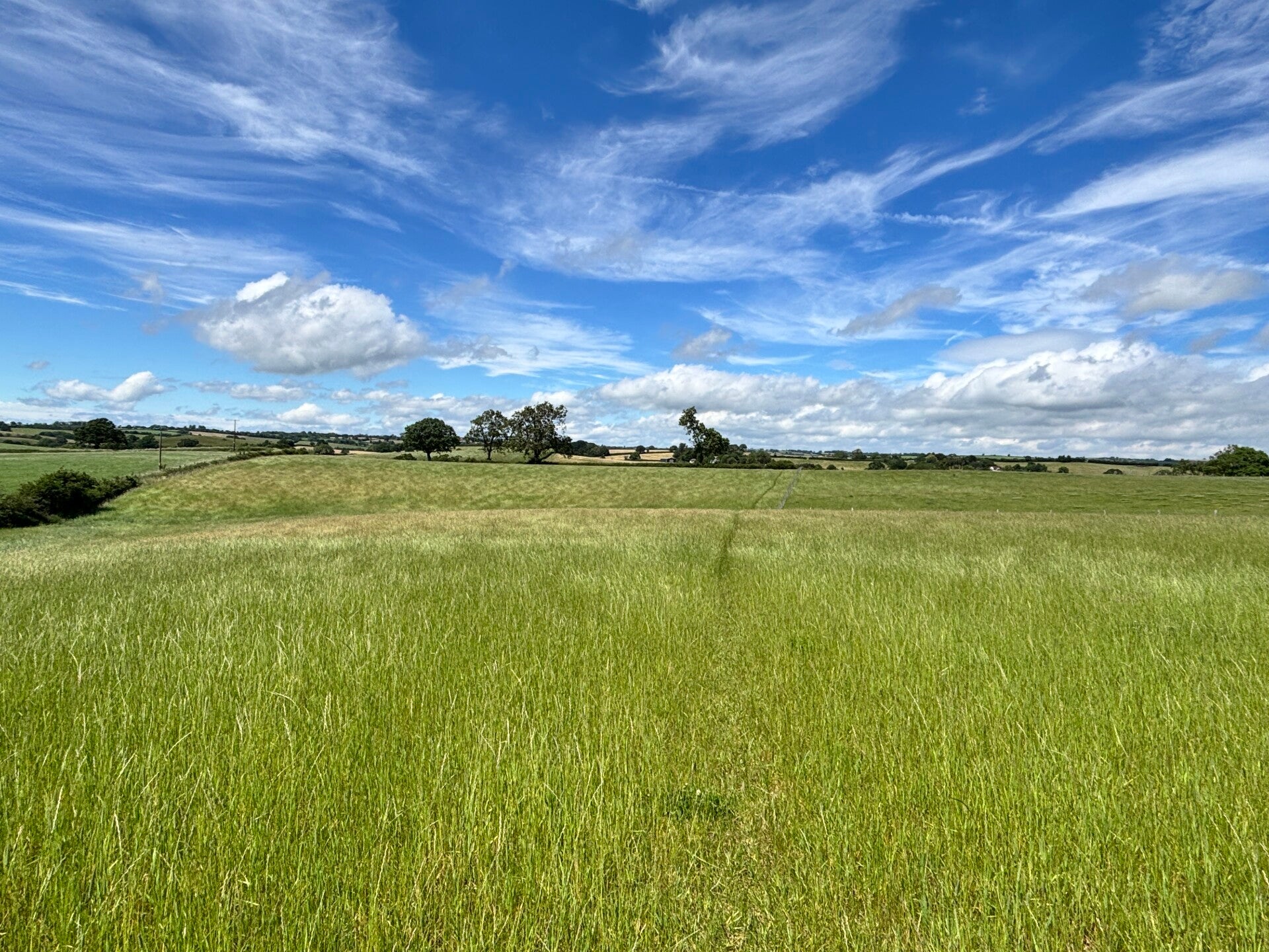 Field near Poole Barton-Cheriton Fitzpaine