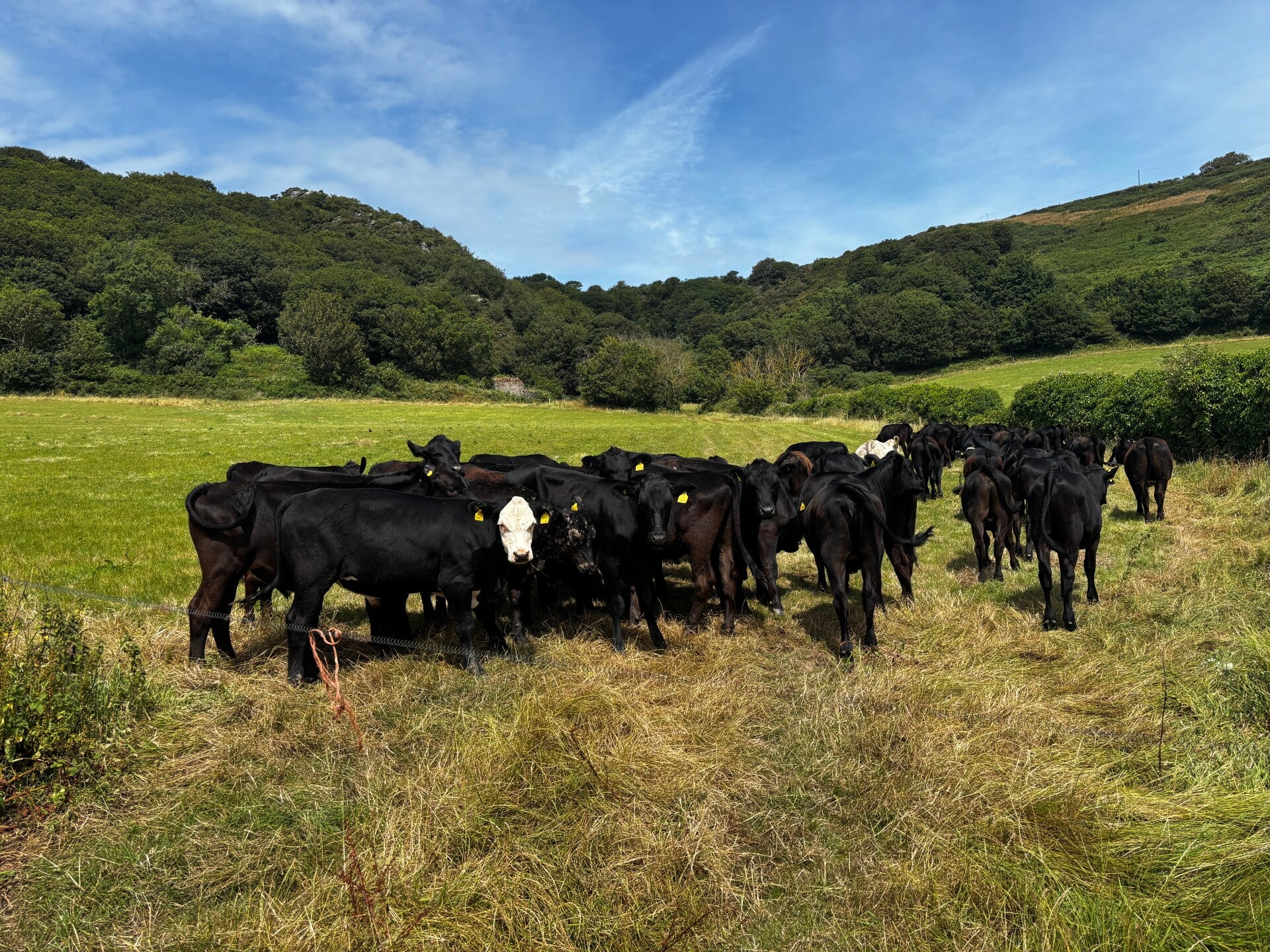 Docile cattle near Maelcombe House-East Prawle