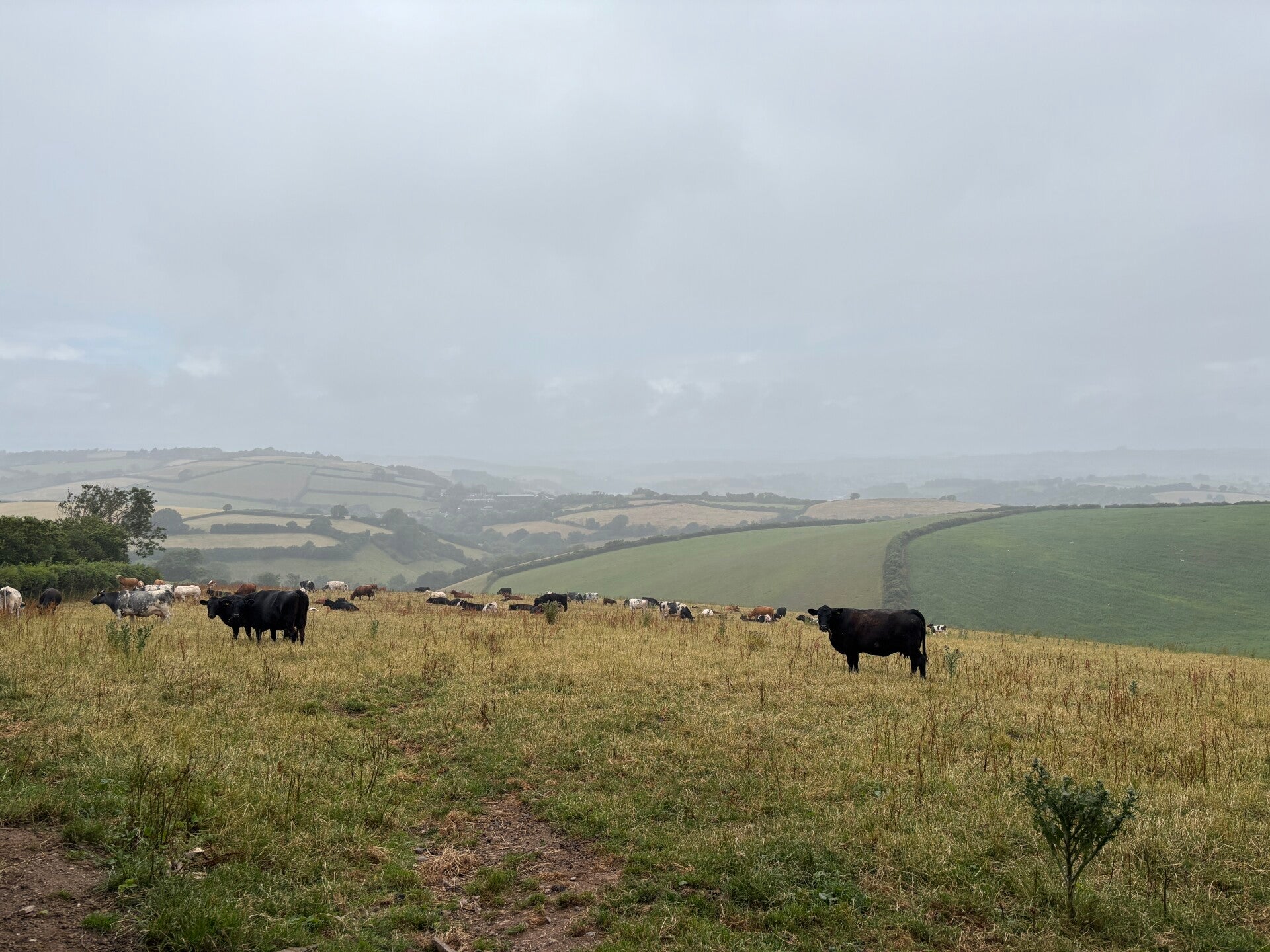 Cows in the rain near Bozomzeal Cross_Dittisham