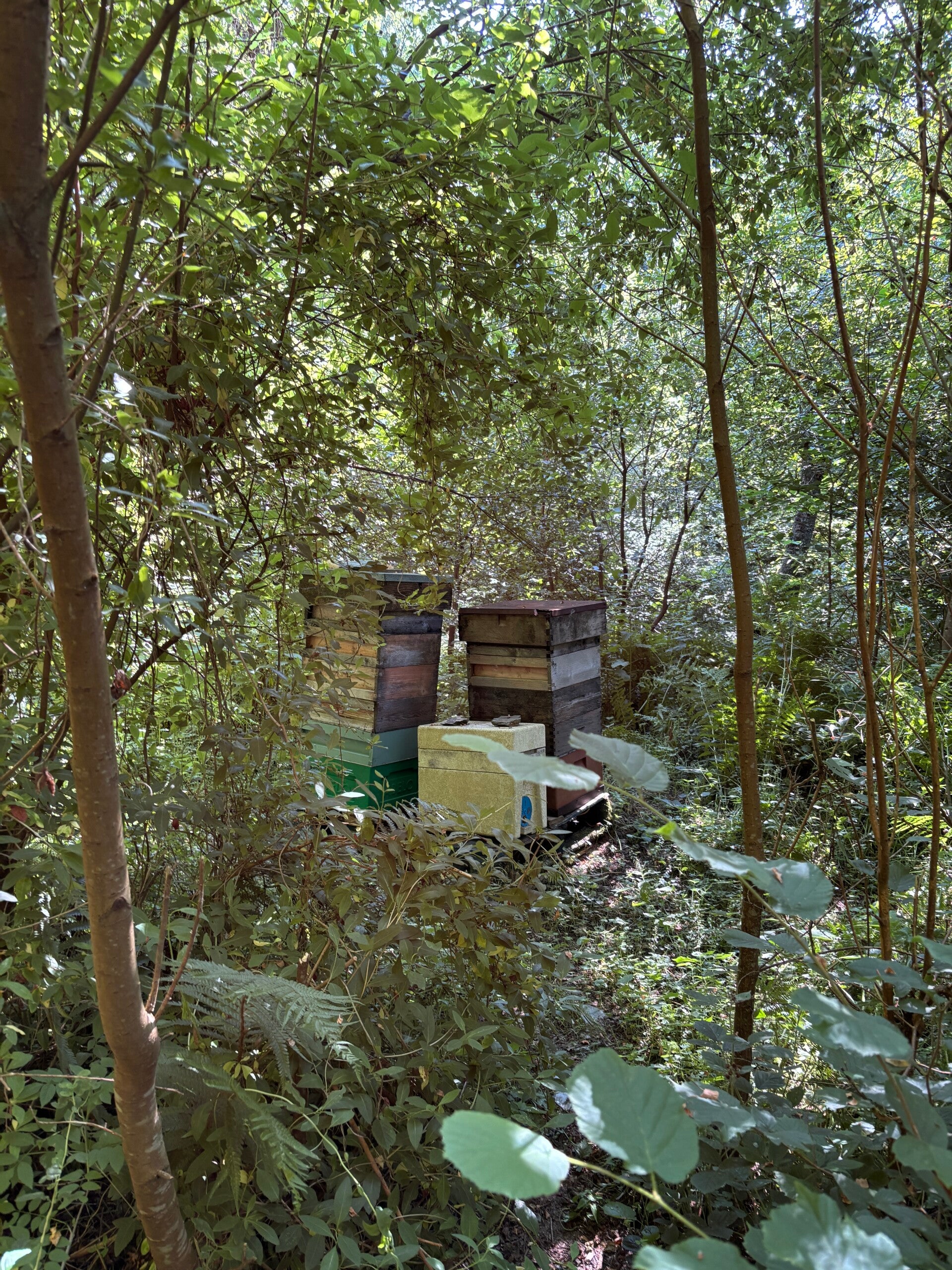 Bee hives in Ffynone Woods