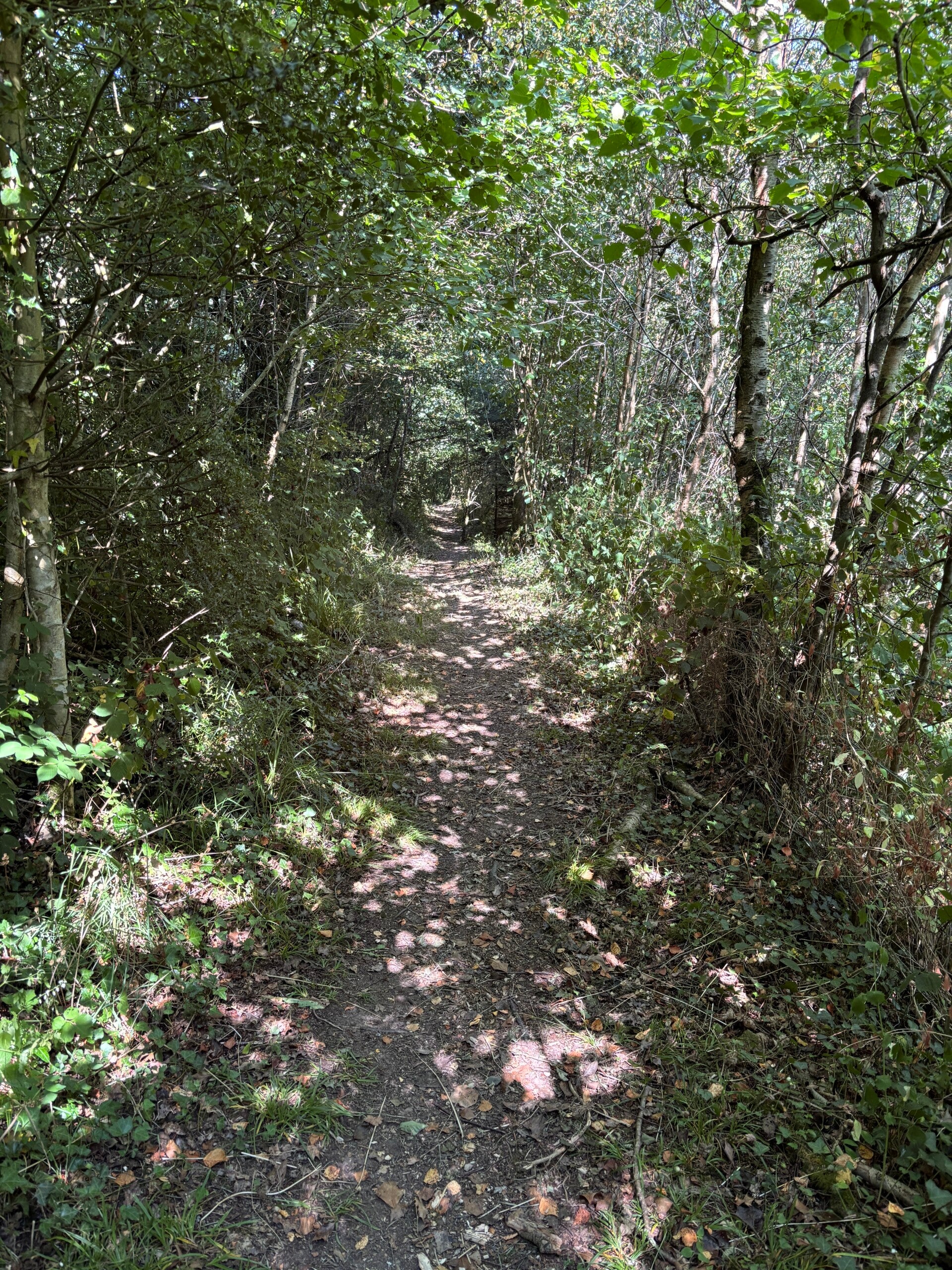 Wide track leading to Ffynone Falls