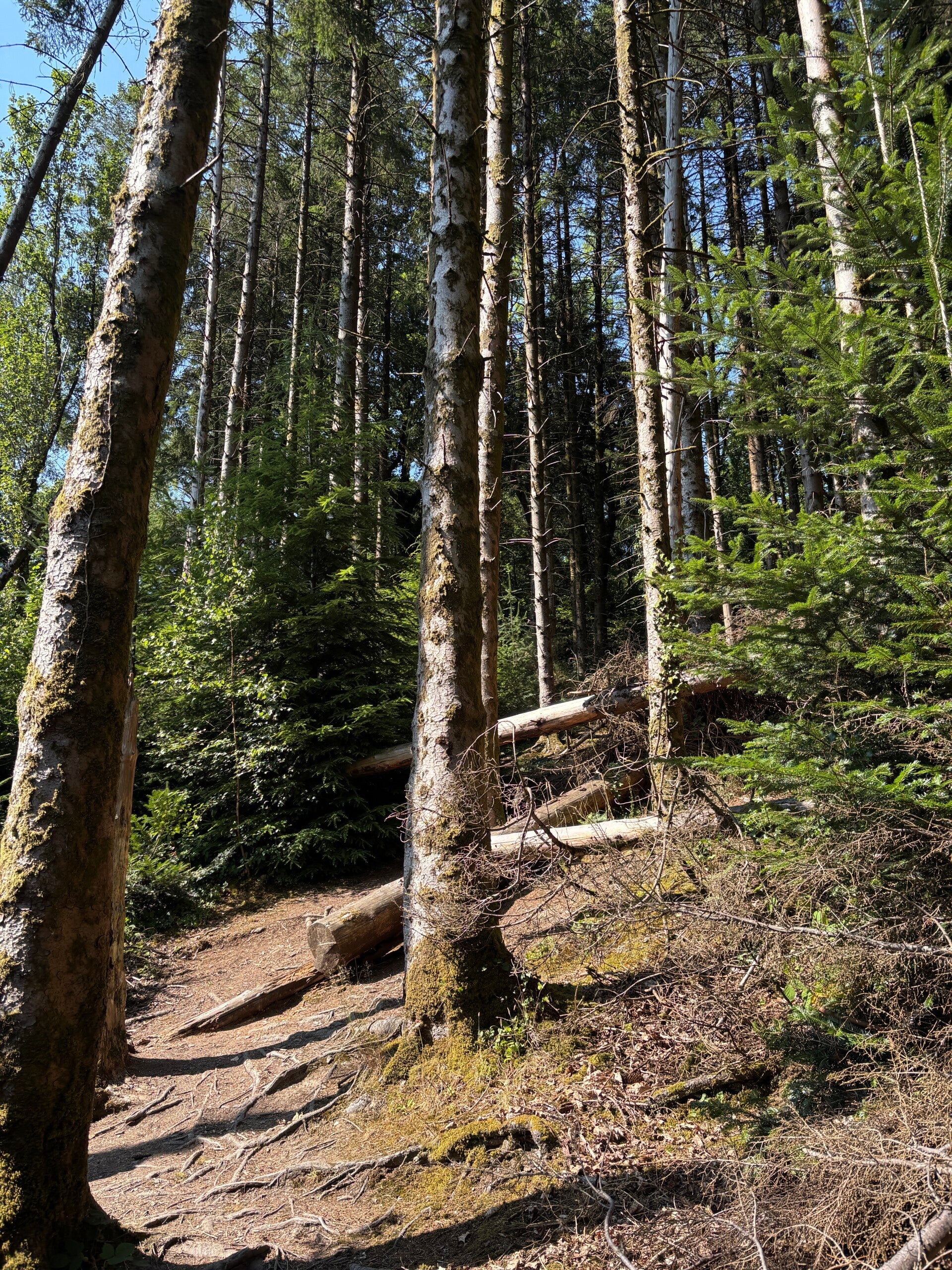 Pine forests at Ffynone Woods