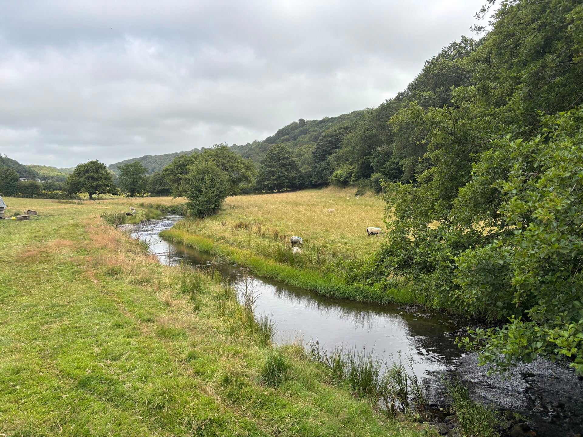 Sheep by the Afon Gwaun